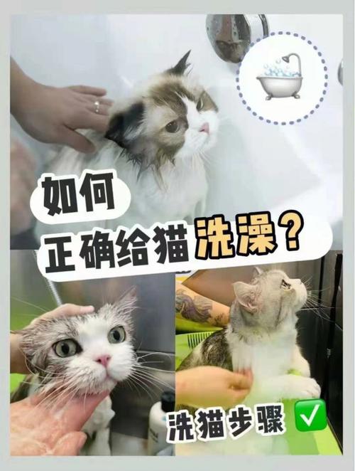 猫咪水疗馆游戏攻略(猫为什么要用温水洗澡？)