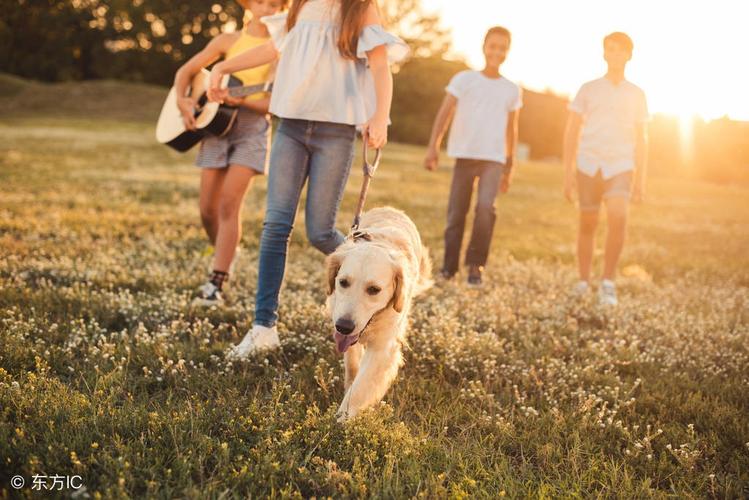 金毛幼犬一只多少钱，金毛幼犬一只多少钱视频